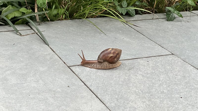 Snail